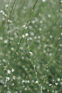 Renouée à balais - Polygonum scoparium