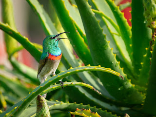 Aloe Vera Spray