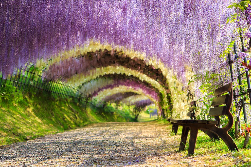 techo lleno de flores violetas y a los costados el verde de las hierbas