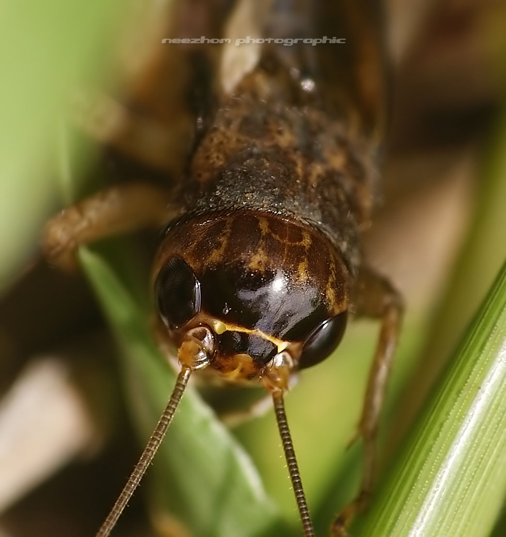 Face to face with Insects and Arachnida photo gallery 2 