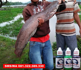 Essen Oplosan Paling Bagus Untuk Ikan Lele