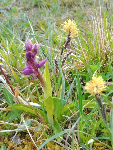 Early Purple Orchid Orchis mascula and Blue Sedge Carex flacca, Indre et loire, France.