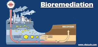 Bioremediation definition types and example