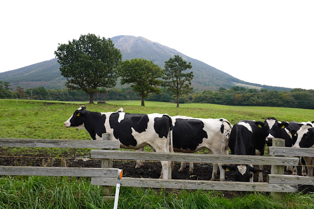 鳥取県西伯郡伯耆町小林　大山放牧場