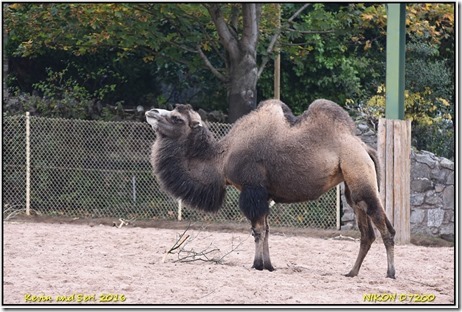 Chester Zoo - October