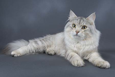 free cat wallpaper. Siberian cat Wallpapers