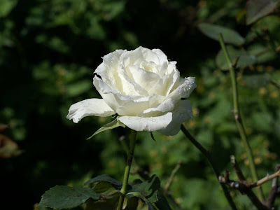 White Rose Normal Resolution HD Wallpaper 9