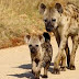 15-year-old boy savaged by a wild hyena while sleeping in a tent in South Africa