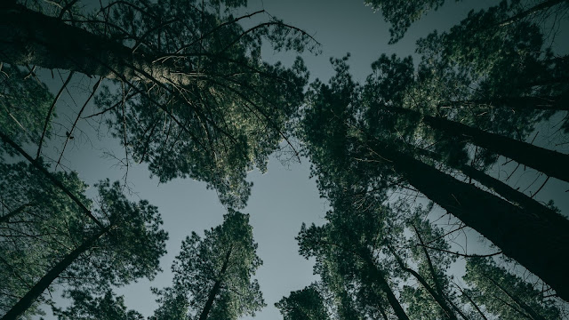 Trees, Forest, Bottom View