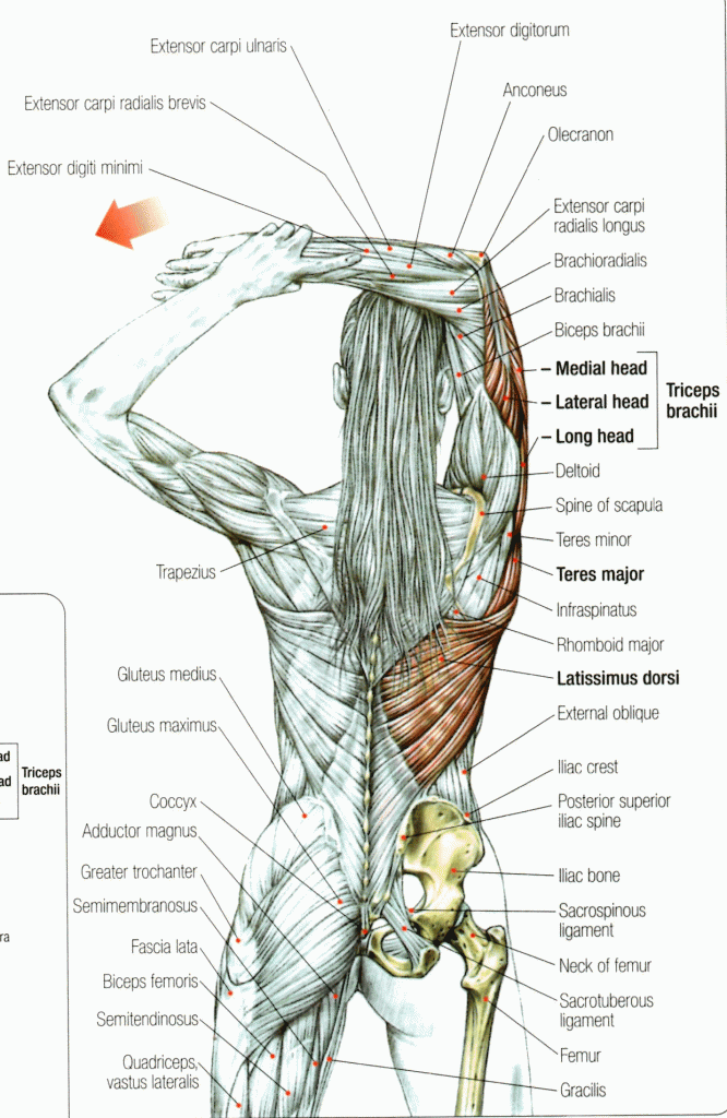 Lower Back Pain Relief: How to Stretch the Tricep Muscle