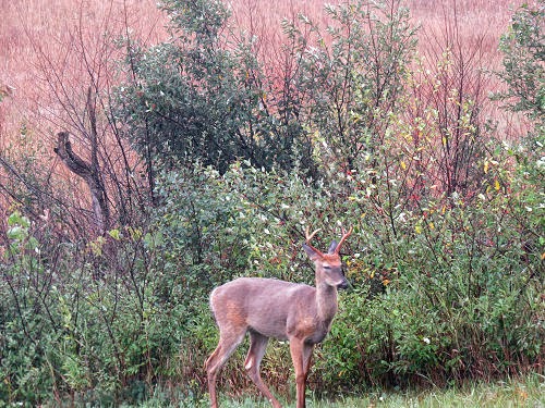 whitetail buck