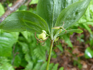 Médéole de virginie - Medeola virginiana 