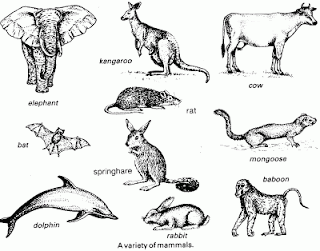 Pengertian  Mamalia  Ciri  Ciri  Klasifikasi Peranan 