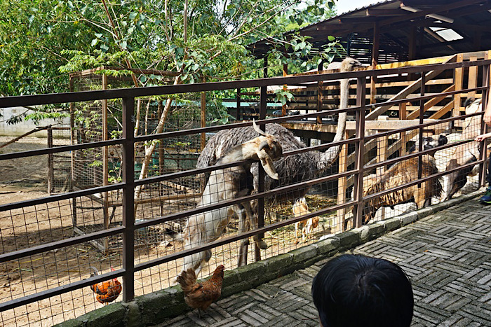 Farm in the city