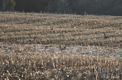 Canada Geese