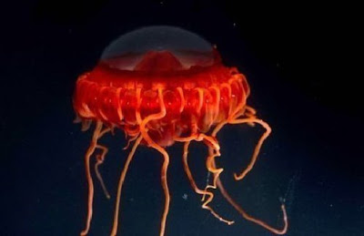 new s001 New Species Found in Remote Asian Sea?