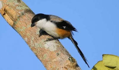 Cara merawat burung cendet madura dengan baik dan benar