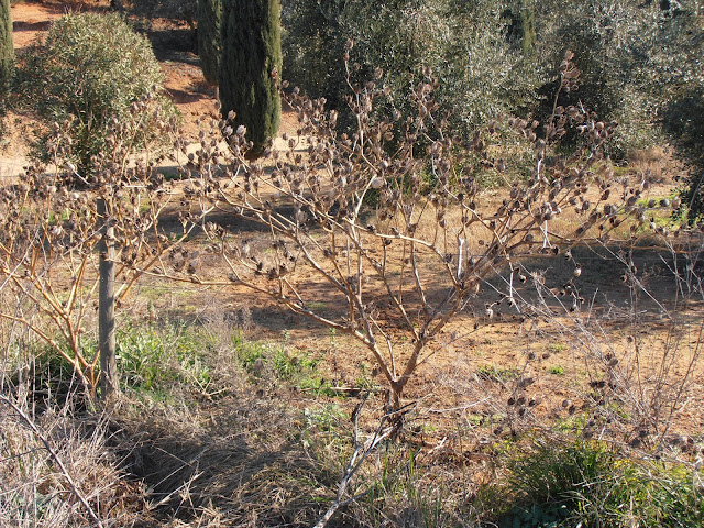 ESTRAMONIO: Datura stramonium