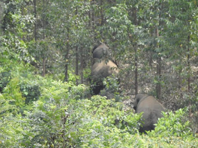 Kawanan Gajah Masuk Perkebunan di Kuansing, BBKSDA Turunkan Tim