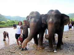 Elephants in Thailand