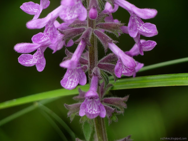 ring of purple flowers