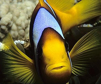 Two-bar Anemonefish (Amphiprion bicinctus)