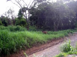 La Union, Honduras