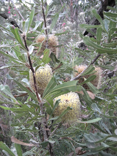 Plant in Proteaceae, Victoria, Australia