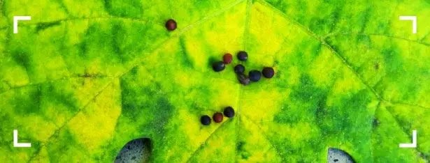 Como germinar semillas de NABO en casa. 