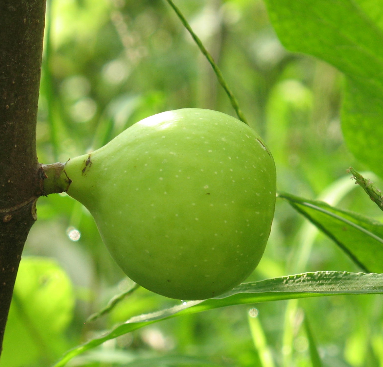 Pohon Ara Tin BUAH  ARA TIN WARNA  HIJAU KUNING 