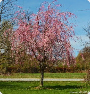 April 28 blooming