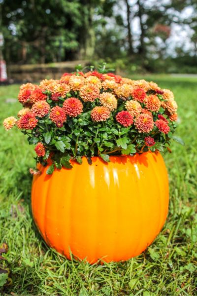 Ceramic pumpkin with mums inside | On The Creek Blog // www.onthecreekblog.com