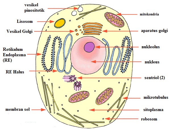 Organel Organel Sel Biologi Media Centre :: CONTOH TEKS