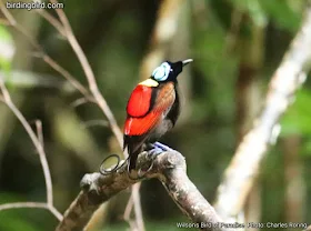 Wilson's Bird of Paradise in Waigeo island