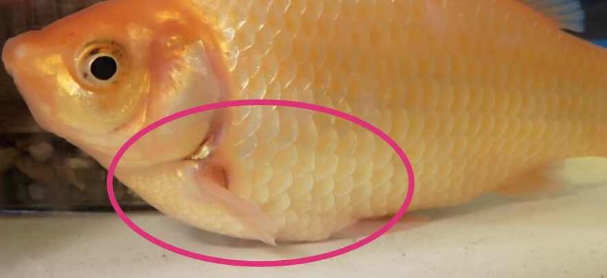 金魚 水槽の底に沈む お腹はパンパン 転覆病か 便秘か 餌の食べ過ぎ 病気 疑問体験日記 金魚 水槽の底に沈む お腹はパンパン 転覆病か 便秘か 餌の食べ過ぎ 病気 疑問体験日記