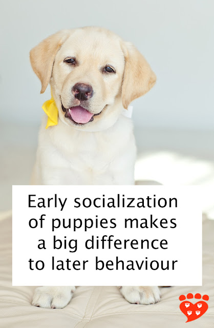 Early socialization for puppies makes a big difference to later behaviour, so start when they are young like this cute little Golden Retriever