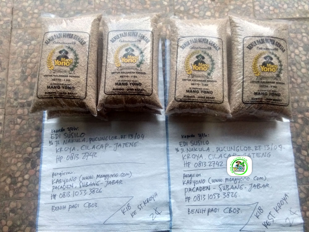 Benih Padi yang dibeli EDI SUSILO Cilacap, Jateng.  (Sebelum packing karung).