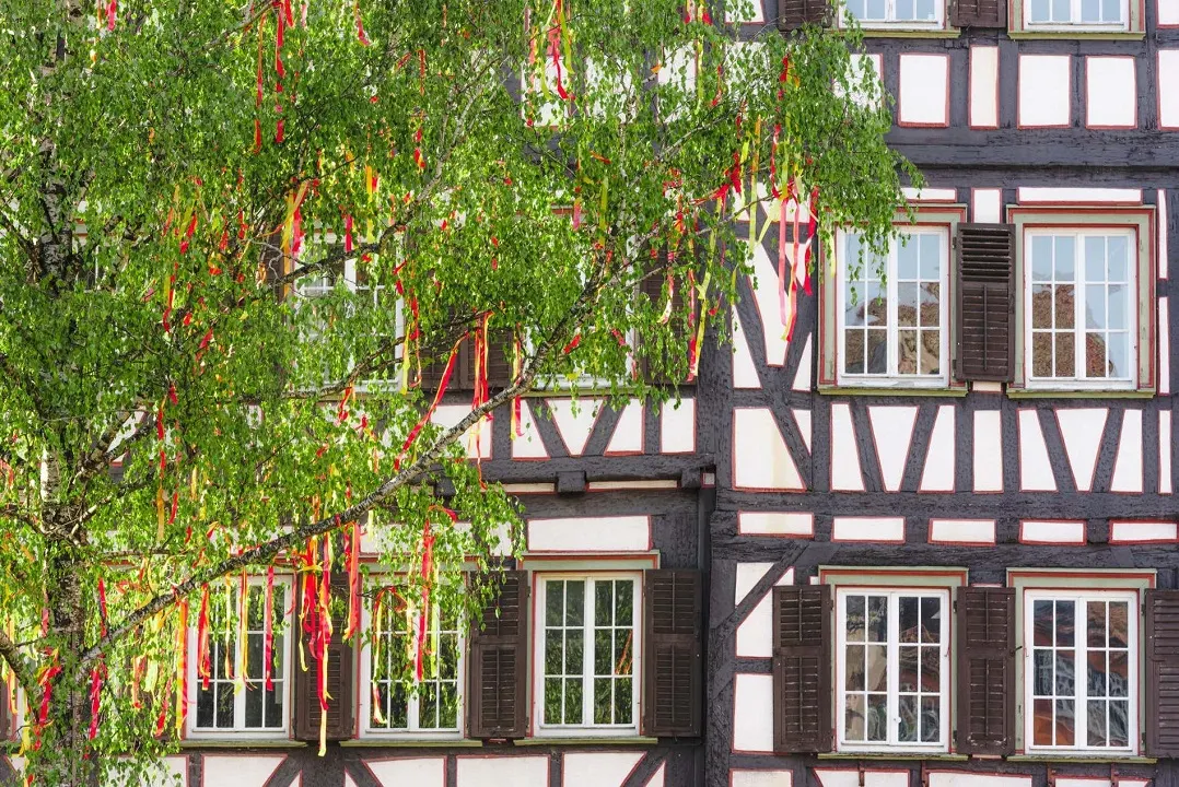 Decorating a birch tree in Germany