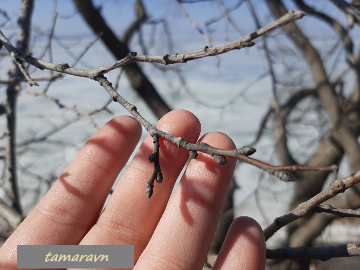 Липа маньчжурская (Tilia mandshurica)