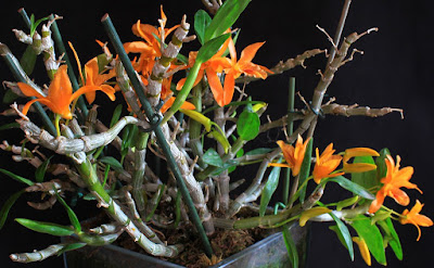 Dendrobium Stardust orchid hybrid care and culture