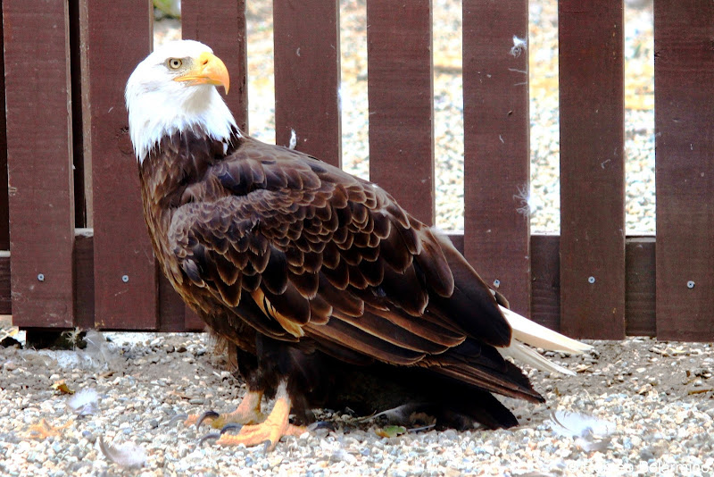 American Bald Eagle Santa Catalina Island