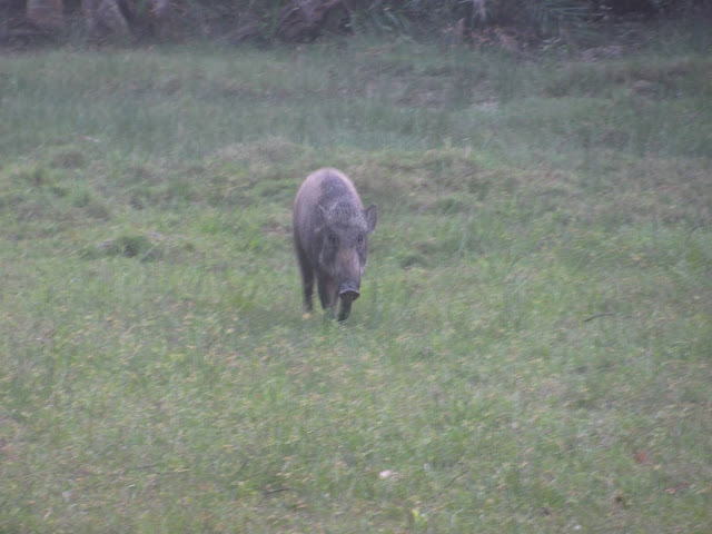 Wild Boar at Bhitarkanika