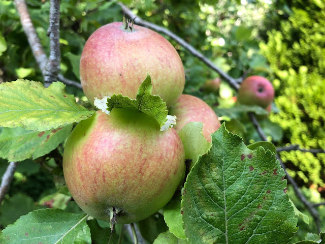 garden in September