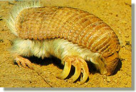 pink fairy armadillo Os animais mais estranhos e esquisitos do mundo