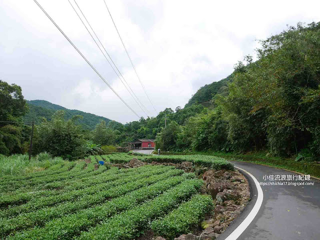 坪林大舌湖茶園