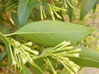 夜香木的葉（背面）