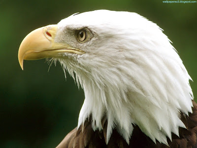 Eagle Standard Resolution Wallpaper 3