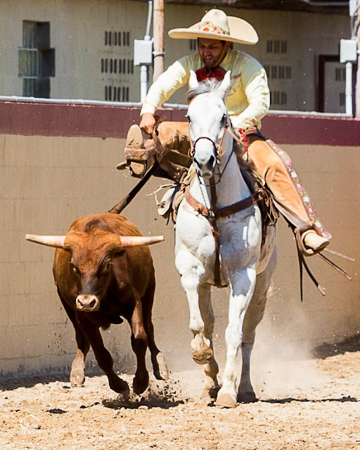 Genie Images, Jeanne Harford, equine photographers, event photographers, San Antonio photographers,horses, horse photography, Texas equine photographers