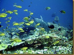Komodo diving (74)