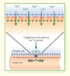 Action Potentials